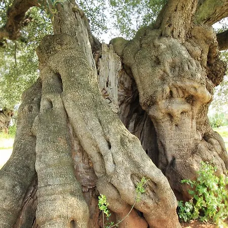 Bauernhof Masseria Brancati Ostuni