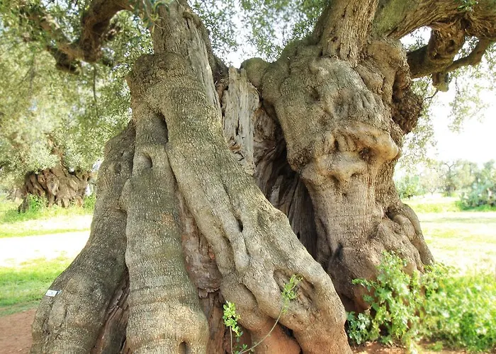 Alloggio per agriturismo Masseria Brancati Ostuni