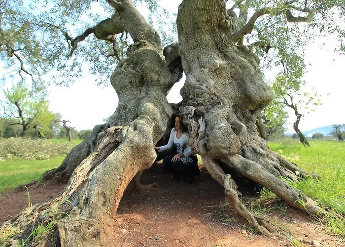 Masseria Brancati 오스투니